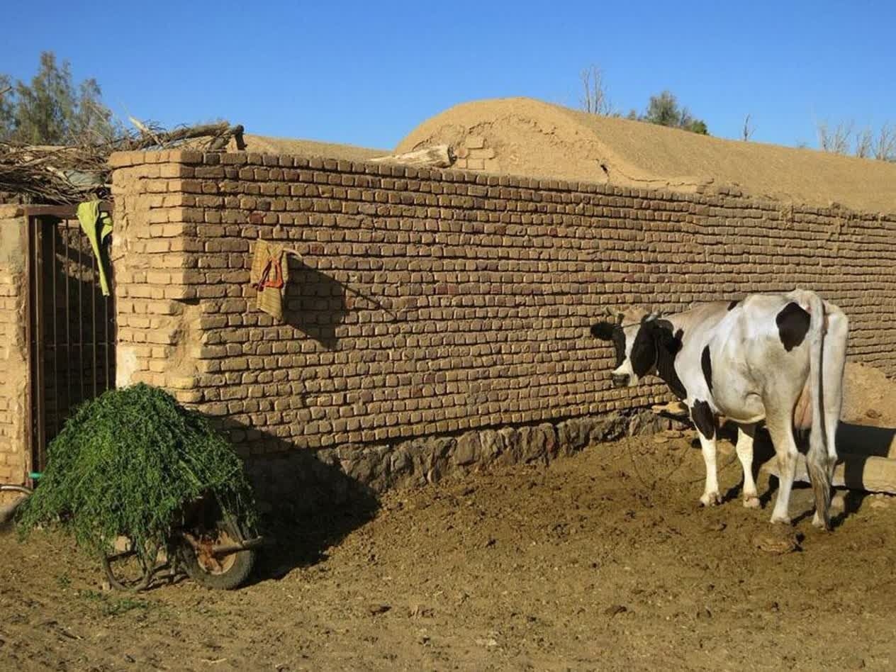 هدررفت ۱۰ درصدی خوراک دام در گاوداریها؛ ظرفیت پنهان برای افزایش تولید