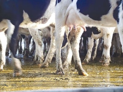 لنگش در گاو شیری